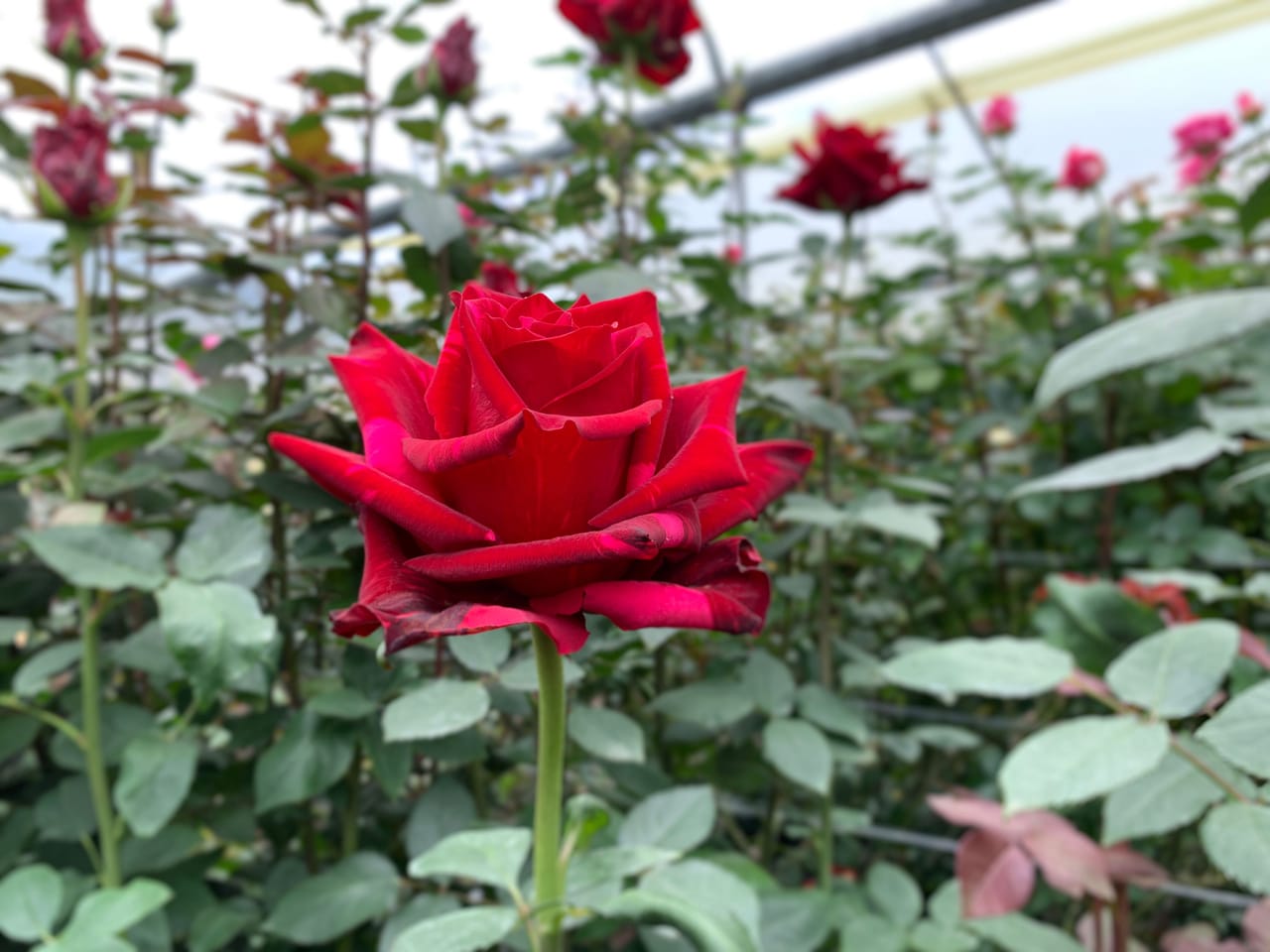 Magnaflor rose at origin source — Cayambe, Ecuador production at 3,200 meters altitude